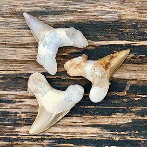 Fossilized Shark's Tooth