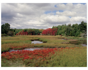 Autumn Marsh