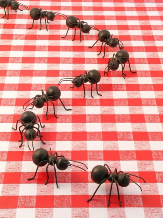 Picnic Ant