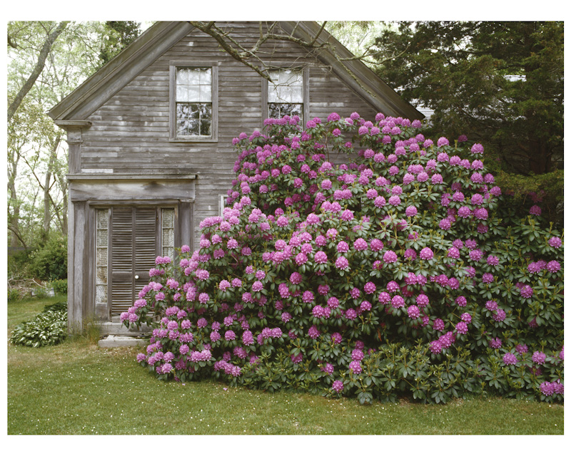 house plant rhododendron Great Rhododendron – Yankee Ingenuity